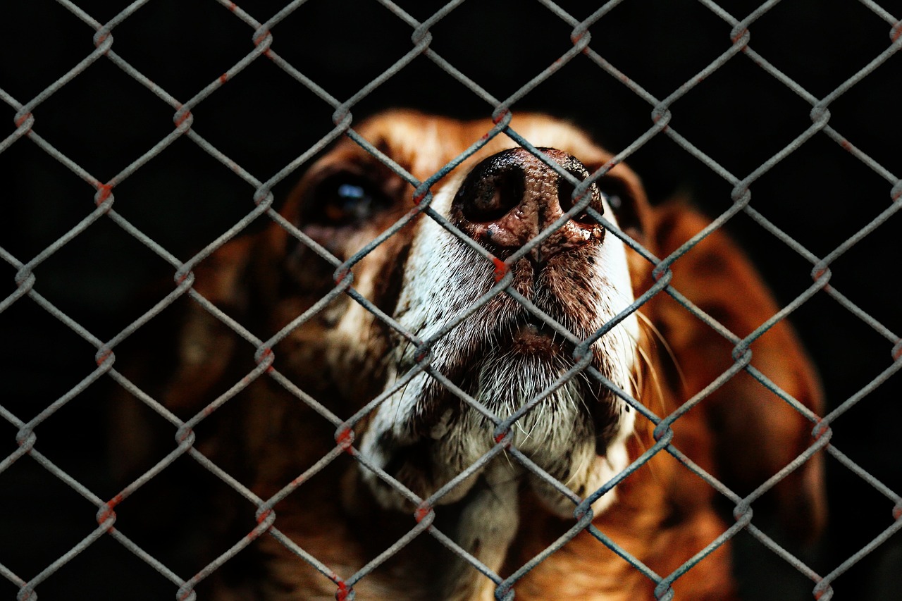 How to Volunteer at an Animal Shelter